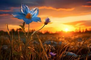 uma flor dentro uma campo com Sol em fundo foto