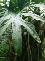 verde plantar com chuva foto