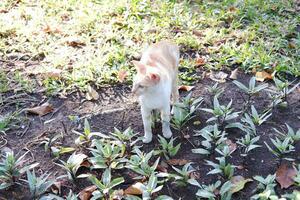 gato em a terra dentro a jardim às tailândia, seletivo foco foto