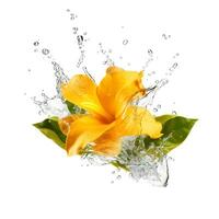 amarelo flor dentro água respingo isolado em branco fundo. ai generativo foto
