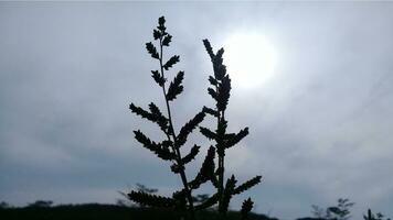 plantas com uma brilhante lua e Sombrio nuvens foto