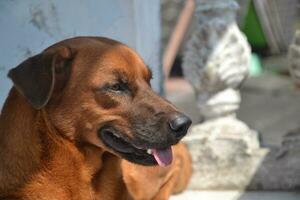 uma marrom, boca negra cachorro, preguiçoso em volta. cachorros estão inteligente animais e do homem melhor amigo foto