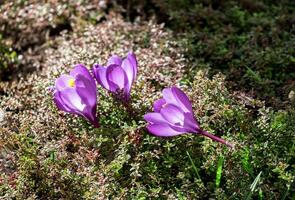 açafrão flores em a canteiro de flores foto