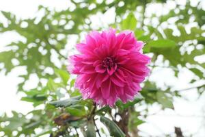 lindo Rosa dália flor florescendo dentro a jardim. foto