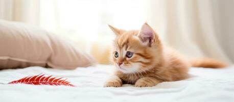 britânico chinchila gato às casa em uma branco cama jogando com uma brinquedo pena olhando fofa foto
