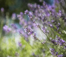 flores roxas naturais de lavanda foto