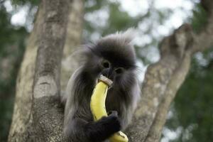 colobinae também langur cinza comendo fruta macaco de cauda longa na árvore foto