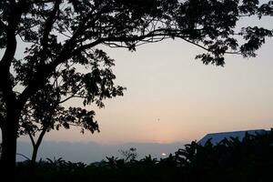 silhueta do árvore e arroz campo dentro a manhã com pôr do sol foto