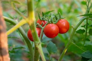 vermelho maduro cereja tomates em verde fundo do Fazenda tomate folhas foto