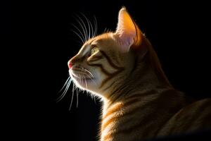 a laranja malhado gato é sentado dentro a Sombrio generativo ai foto