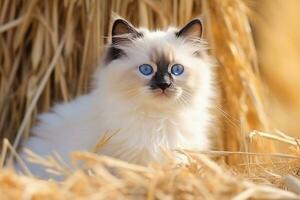 fofa gatinho dentro pequeno Fazenda. gatinho com engraçado Veja foto