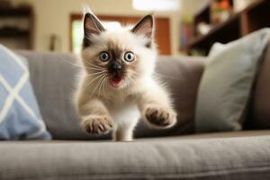 doméstico animal conceito. retrato do fofa gatinho dentro vivo quarto às lar. livre cópia de espaço foto