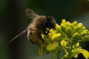 branco atado bumble abelha explorando uma colza flor foto