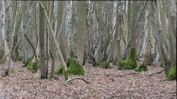 antigo bosque árvores durante inverno foto