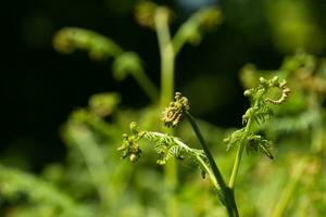 Novo samambaia frondes iniciando para desfraldar dentro atrasado Primavera foto