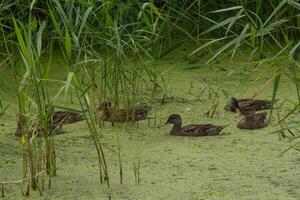 família do jovem patos em algas coberto selvagem lagoa foto