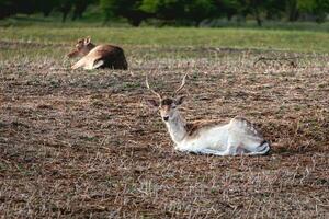 pousio veado dentro a nacional parque Amsterdã waterleidingduinen, a Holanda. foto