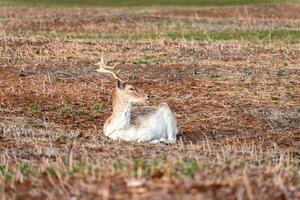 pousio veado dentro a nacional parque Amsterdã waterleidingduinen, a Holanda. foto