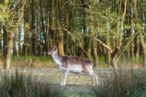 pousio veado dentro a nacional parque Amsterdã waterleidingduinen, a Holanda. foto