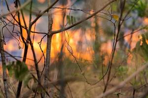 fogo selvagem, chamas ardentes na floresta foto