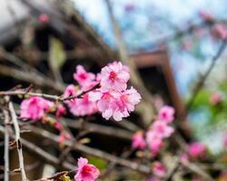 selvagem himalaia cereja Rosa flor foto