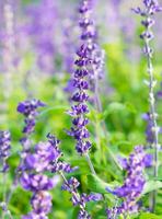 lavanda roxa flor fechar acima dentro jardim foto