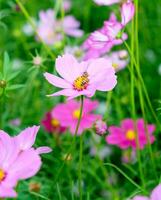 pequeno abelha pólen cosmos flor foto