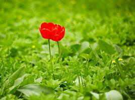 vermelho tulipas, verde Relva foto