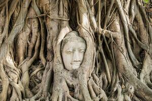 Buda cabeça estátua dentro bodhi árvore foto