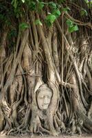 Buda cabeça estátua dentro bodhi árvore foto