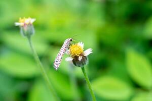 heliotrópio traça empoleirado em tridax procumbens flor. lindo utetheisa pulchelloides chupar néctar dentro manhã foto