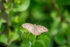 cinzento amor-perfeito borboleta com espalhar asas. junônia atlites empoleirado em causanis trifolia folha foto