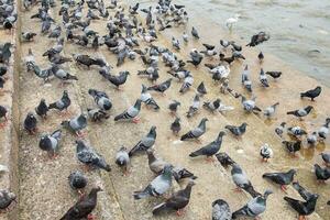 Pombo muitos grupo ficar de pé foto