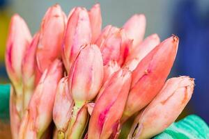 lótus broto vermelho Rosa flor vaso para orar adoração foto