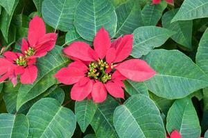 poinsétia planta, natal flor, vermelha e verde foto