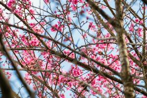 selvagem himalaia cereja Rosa flor em ramo foto