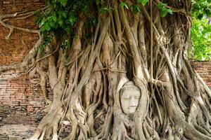 Buda cabeça estátua dentro bodhi árvore foto