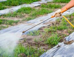 mão agricultor pulverização pesticidas ou fertilizantes foto