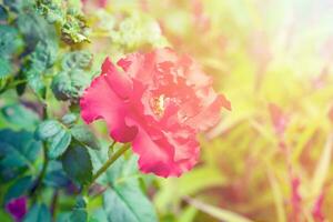 vermelho rosas flor dentro a jardim foto