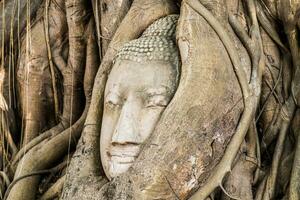 Buda cabeça estátua dentro bodhi árvore foto