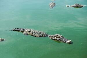 grande crocodilo dentro lagoa foto