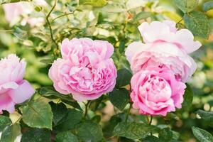 arbusto do Rosa rosa Maria rosa dentro a jardim. fechar-se do uma flor foto
