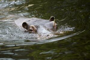 hipopótamo na água foto