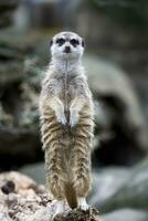 meerkat dentro a selvagem foto