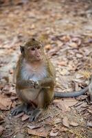 macaco implorando para Comida foto