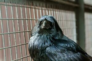 grande corvo preto sentado em um galho de close-up foto