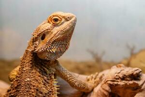 lindo lagarto barbudo agama, pogona vitticeps foto