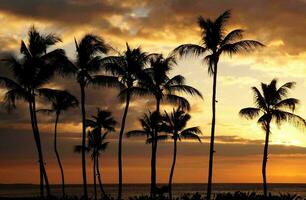 tropical mar pôr do sol árvore céu Visão fundo foto