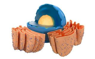 estrutura do nuclear e endoplasmático retículo dentro a animal célula, 3d Renderização. seção visualizar. foto