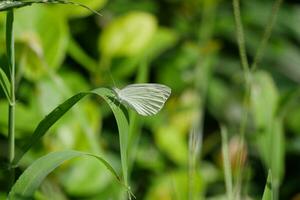 uma branco borboleta em uma verde folha foto